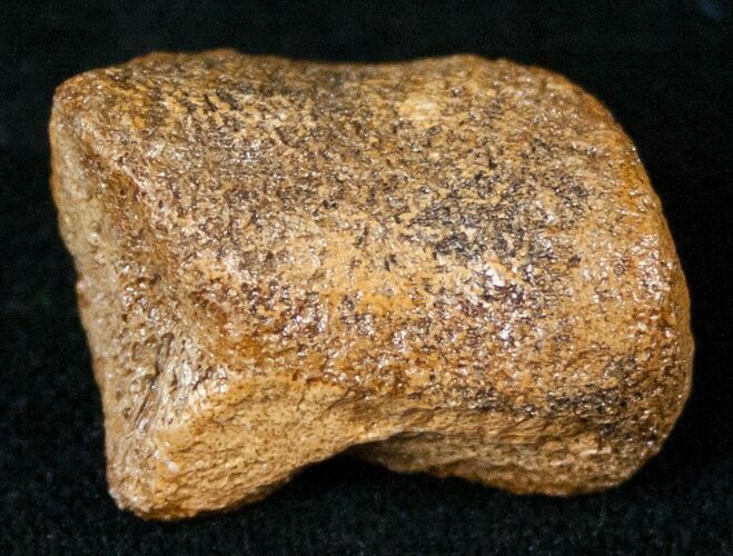 Bargain Dinosaur Bone - Tiny Hadrosaur Toe Bone #14011